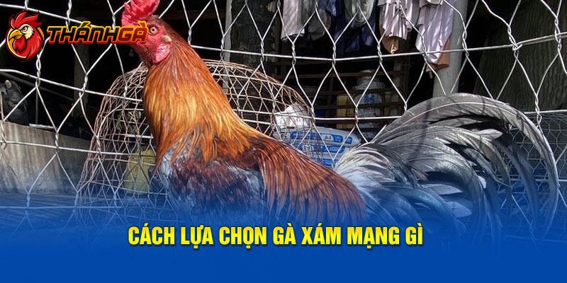 Cách lựa chọn gà xám mạng gì