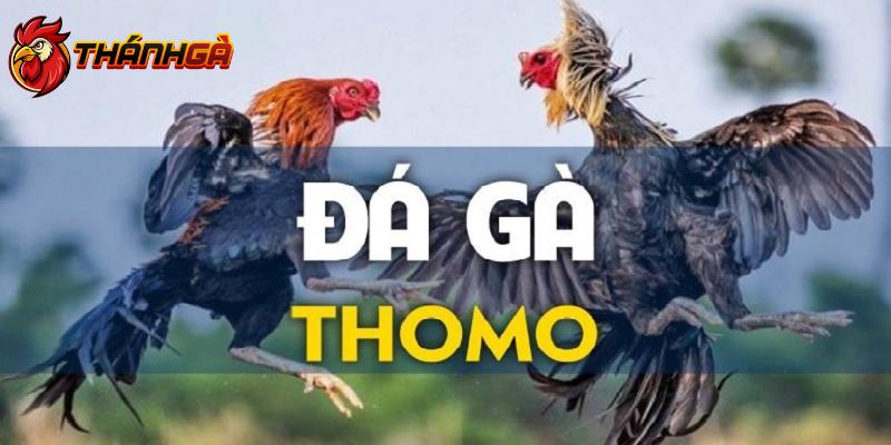 Đá gà Thomo luôn dẫn đầu những lựa chọn hấp dẫn dành cho hội viên