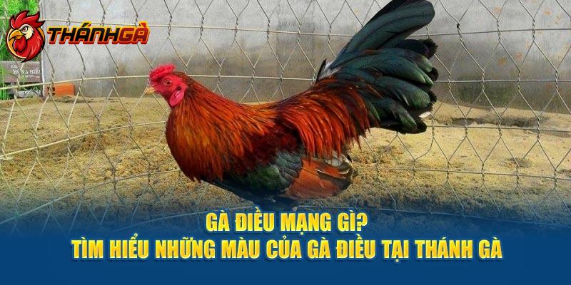 Gà Điều Mạng Gì? Tìm Hiểu Những Màu Của Gà Điều tại Thánh Gà