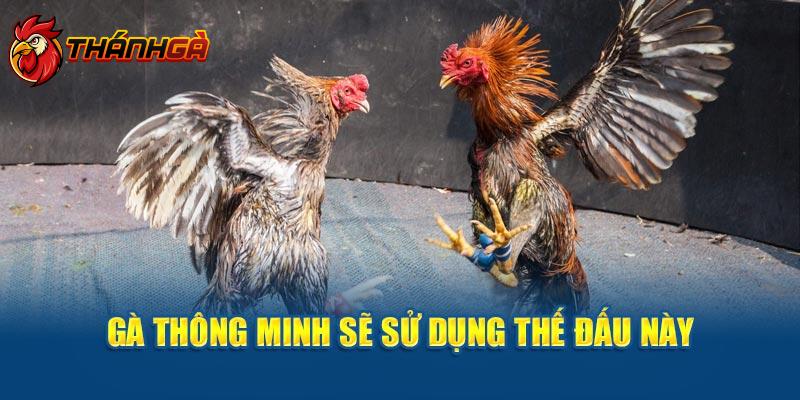 Chú kê thông minh sẽ sử dụng kiểu thi đấu này