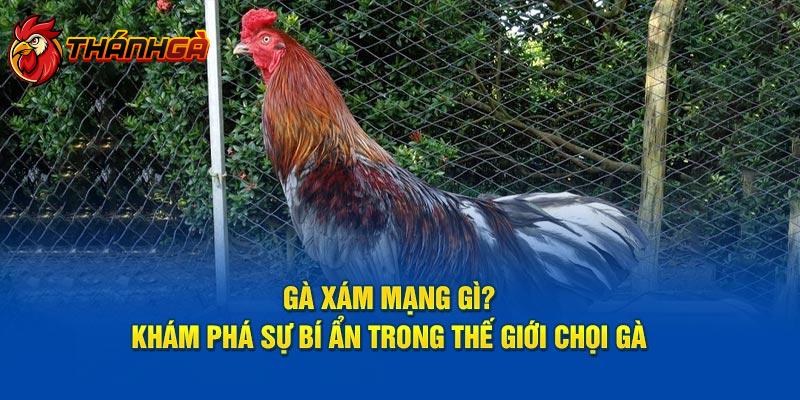 Gà Xám Mạng Gì? – Khám Phá Sự Bí Ẩn Trong Thế Giới Chọi Gà