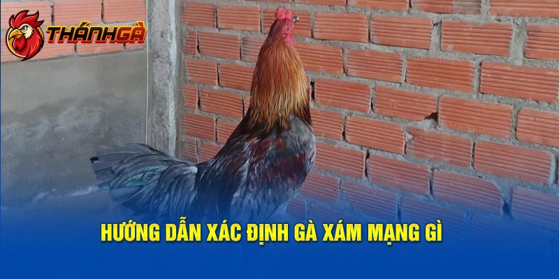 Hướng dẫn xác định gà xám mạng gì