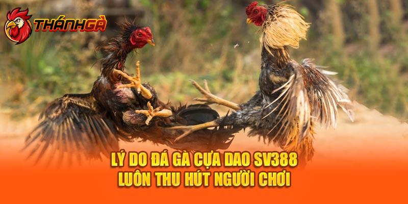 Lý do đá gà cựa dao Sv388 luôn thu hút người chơi