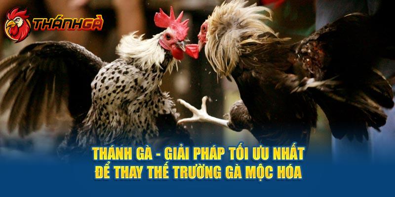 Thánh Gà - Giải pháp tối ưu nhất để thay thế trường gà mộc hóa