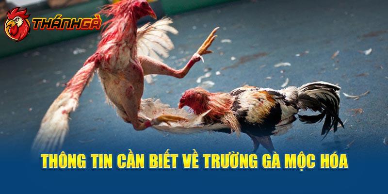 Thông tin cần biết về trường gà Mộc Hóa 