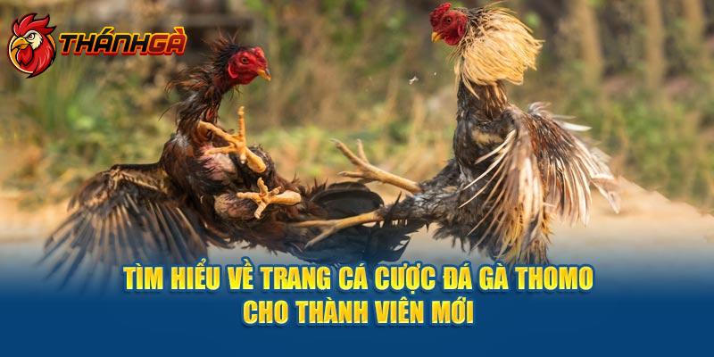 Tìm Hiểu Về Trang Cá Cược Đá Gà Thomo Cho Thành Viên Mới