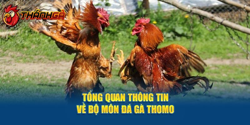 Tổng quan thông tin về bộ môn đá gà Thomo