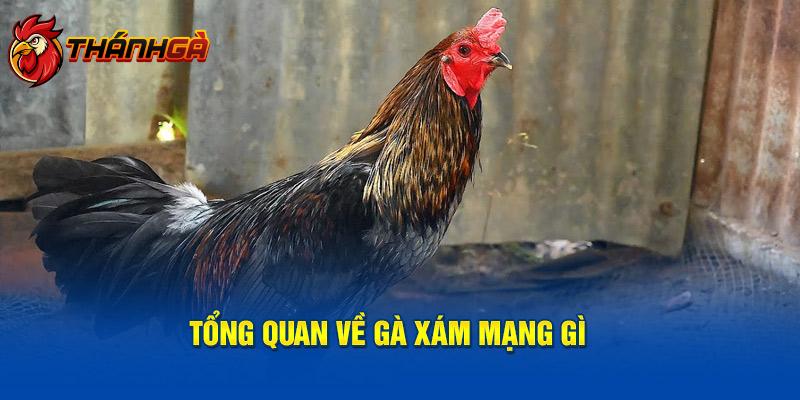 Tổng quan về gà xám mạng gì