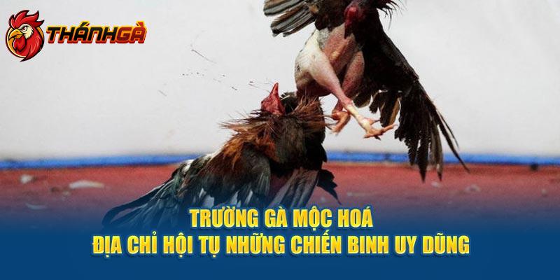 Trường Gà Mộc Hóa - Địa Chỉ Hội Tụ Những Chiến Binh Uy Dũng