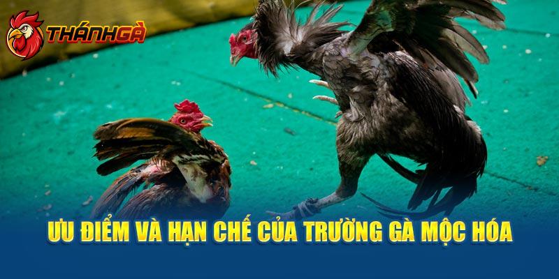 Ưu điểm và hạn chế của trường gà mộc hóa